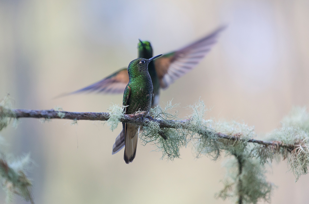 Dos colibríes verdes posados sobre una rama cubierta de musgo; uno está quieto mirando al frente mientras el otro bate las alas detrás, con fondo desenfocado en tonos suaves.