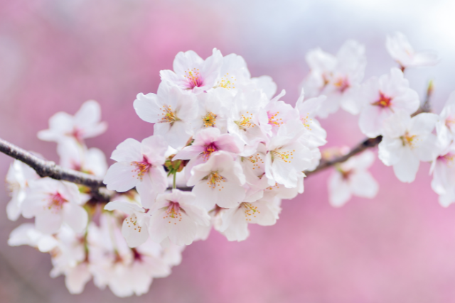 Flores de cerezo